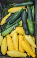 Zucchini and summer squash